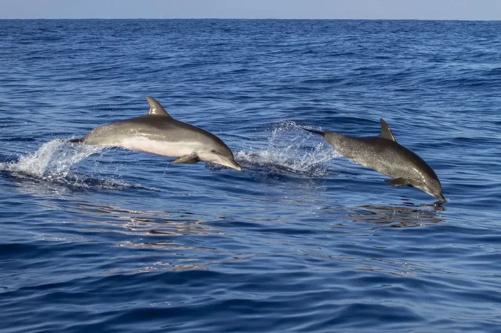 dolphins in madeira